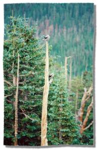 Birds in Lodgepole pines